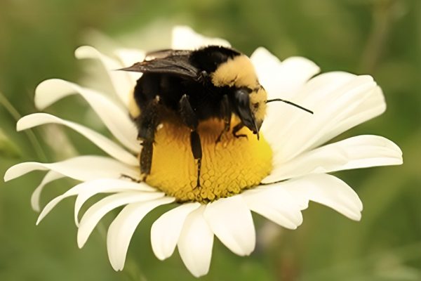 Bumble-Bee1