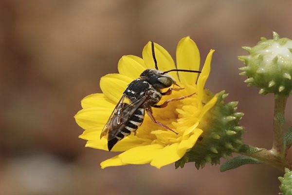 Leaf-Cutter-Bee