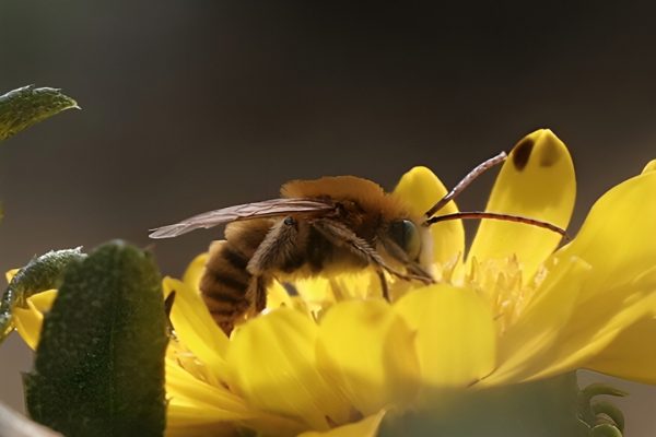 Long-Horned-Bee