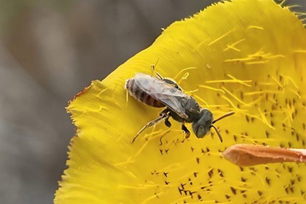 Mining-Bee