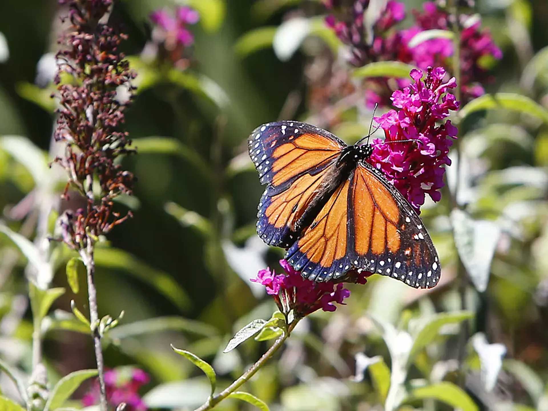 Butterflies take flight in Laguna Beach thanks to habitat gardens