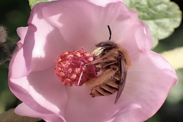 Sweat-Bee