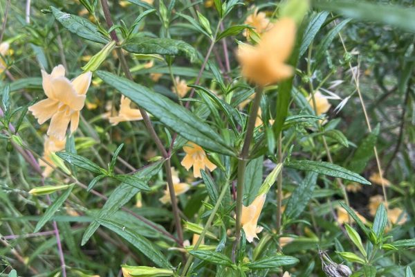 photo 11-(NEW) Laguna Beach, Bluebird Park, Pollinator Garden 2