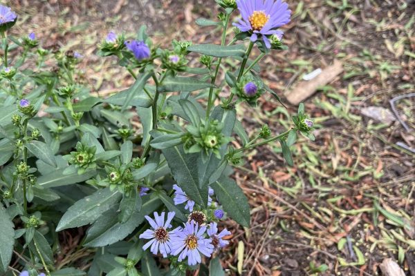 photo 11-(NEW)La Jolla, Hotel Estancia, Butterfly Garden 2