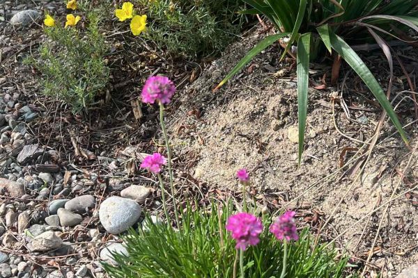 photo 12-(NEW)La Jolla, Hotel Estancia, Butterfly Garden 2