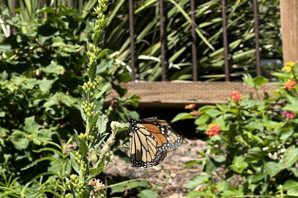 photo 14-(NEW)Laguna Beach, CA, Bluebird Park, Garden Photos