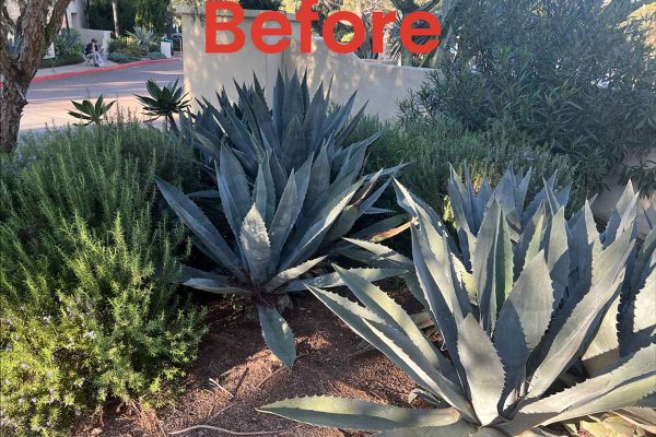 photo-2-Before-(NEW)La Jolla, Hotel Estancia, Butterfly Garden 2