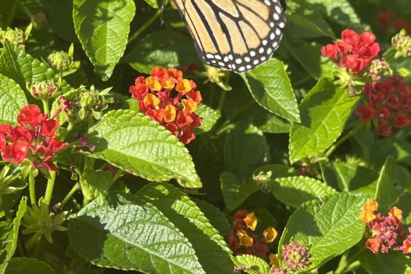 photo 4-(NEW) Laguna Beach, Bluebird Park, Pollinator Garden 2