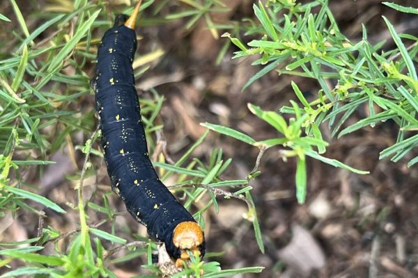 photo 8-(NEW) Laguna Beach, Bluebird Park, Pollinator Garden 2